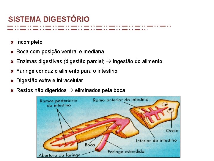 SISTEMA DIGESTÓRIO Incompleto Boca com posição ventral e mediana Enzimas digestivas (digestão parcial) ingestão SISTEMA DIGESTÓRIO Incompleto Boca com posição ventral e mediana Enzimas digestivas (digestão parcial) ingestão