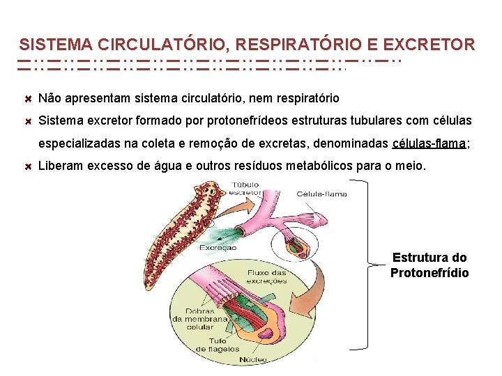 SISTEMA CIRCULATÓRIO, RESPIRATÓRIO E EXCRETOR Não apresentam sistema circulatório, nem respiratório Sistema excretor formado SISTEMA CIRCULATÓRIO, RESPIRATÓRIO E EXCRETOR Não apresentam sistema circulatório, nem respiratório Sistema excretor formado