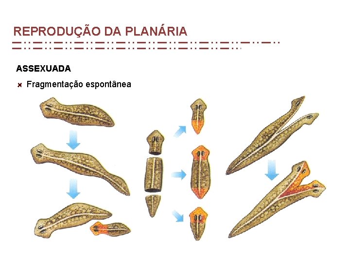REPRODUÇÃO DA PLANÁRIA ASSEXUADA Fragmentação espontânea REPRODUÇÃO DA PLANÁRIA ASSEXUADA Fragmentação espontânea