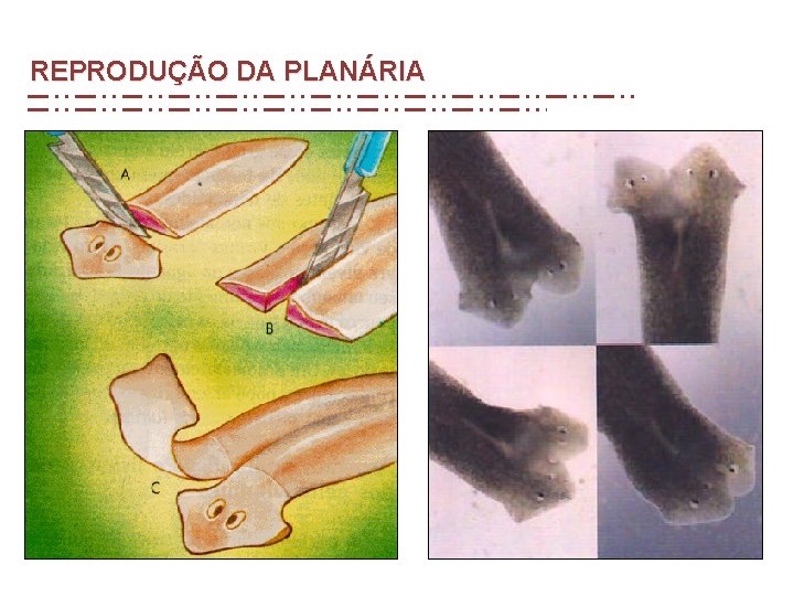 REPRODUÇÃO DA PLANÁRIA REPRODUÇÃO DA PLANÁRIA
