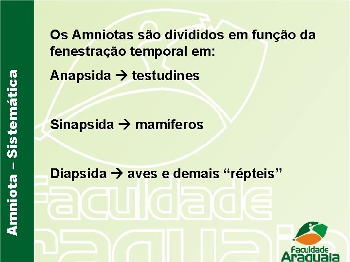 Amniota – Sistemática Os Amniotas são divididos em função da fenestração temporal em: Anapsida