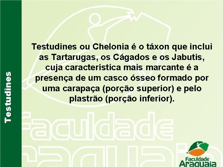 Testudines ou Chelonia é o táxon que inclui as Tartarugas, os Cágados e os
