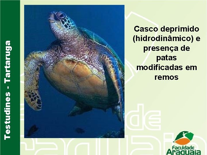 Testudines - Tartaruga Casco deprimido (hidrodinâmico) e presença de patas modificadas em remos 