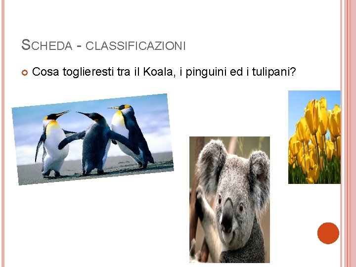 SCHEDA - CLASSIFICAZIONI Cosa toglieresti tra il Koala, i pinguini ed i tulipani? 