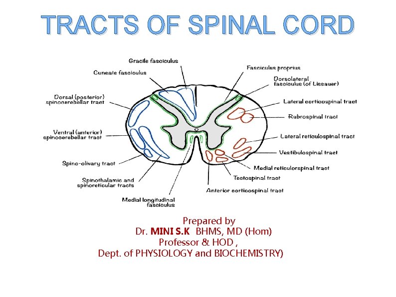 TRACTS OF SPINAL CORD Prepared by Dr. MINI S. K BHMS, MD (Hom) Professor