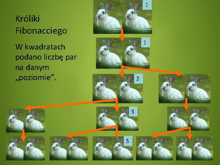 1 Króliki Fibonacciego 1 W kwadratach podano liczbę par na danym „poziomie”. 2 3