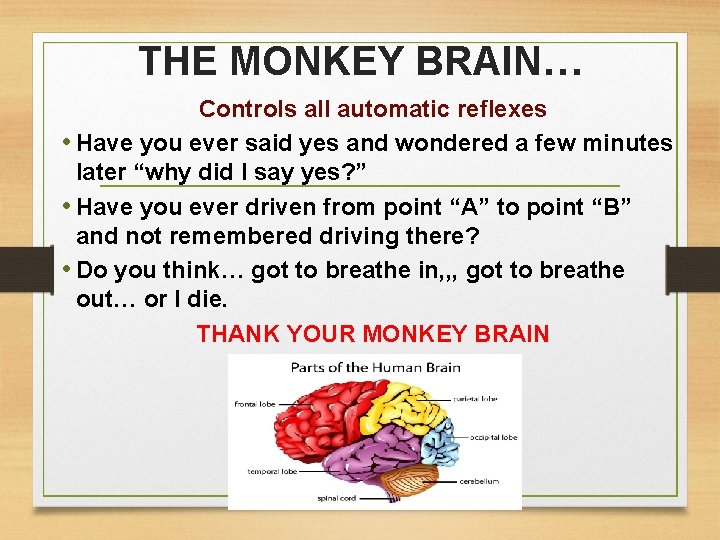 THE MONKEY BRAIN… Controls all automatic reflexes • Have you ever said yes and