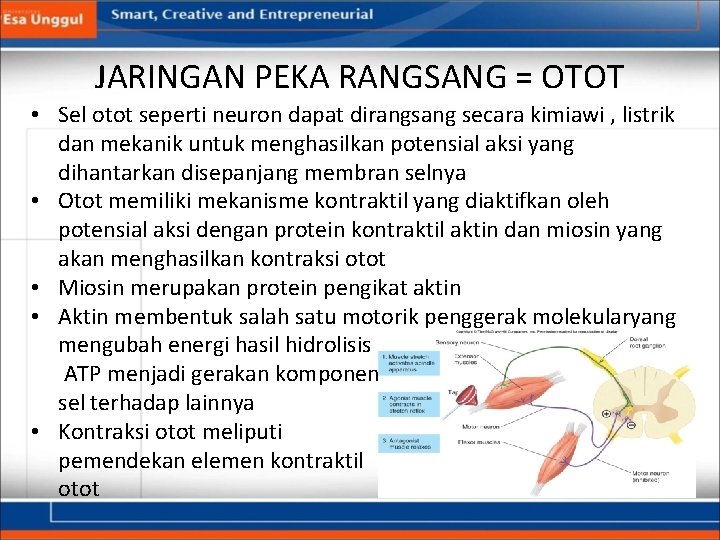JARINGAN PEKA RANGSANG = OTOT • Sel otot seperti neuron dapat dirangsang secara kimiawi