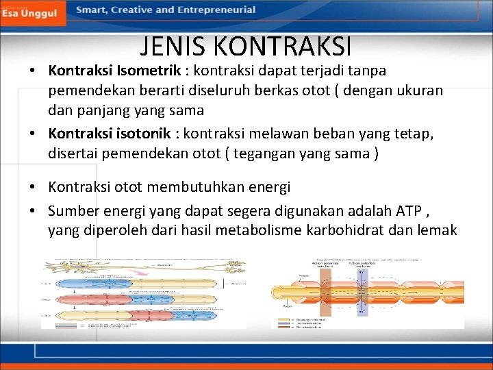 JENIS KONTRAKSI • Kontraksi Isometrik : kontraksi dapat terjadi tanpa pemendekan berarti diseluruh berkas