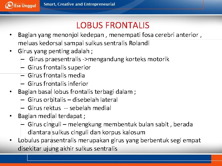 LOBUS FRONTALIS • Bagian yang menonjol kedepan , menempati fosa cerebri anterior , meluas