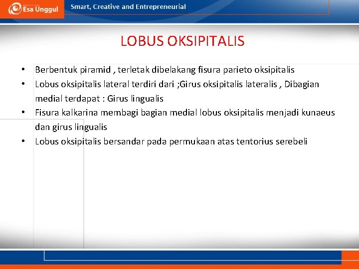 LOBUS OKSIPITALIS • Berbentuk piramid , terletak dibelakang fisura parieto oksipitalis • Lobus oksipitalis