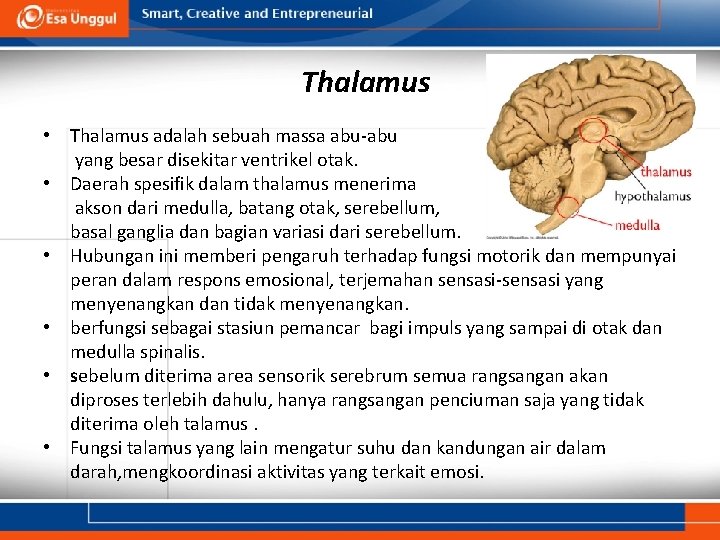 Thalamus • Thalamus adalah sebuah massa abu-abu yang besar disekitar ventrikel otak. • Daerah