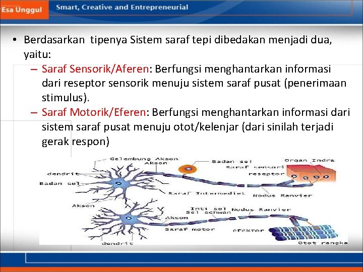  • Berdasarkan tipenya Sistem saraf tepi dibedakan menjadi dua, yaitu: – Saraf Sensorik/Aferen: