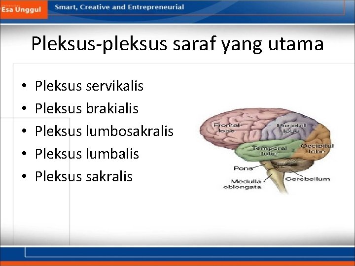 Pleksus-pleksus saraf yang utama • • • Pleksus servikalis Pleksus brakialis Pleksus lumbosakralis Pleksus