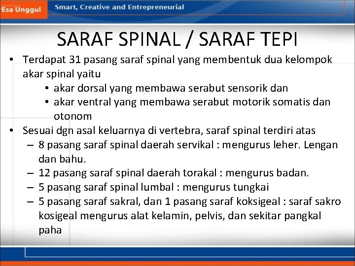 SARAF SPINAL / SARAF TEPI • Terdapat 31 pasang saraf spinal yang membentuk dua