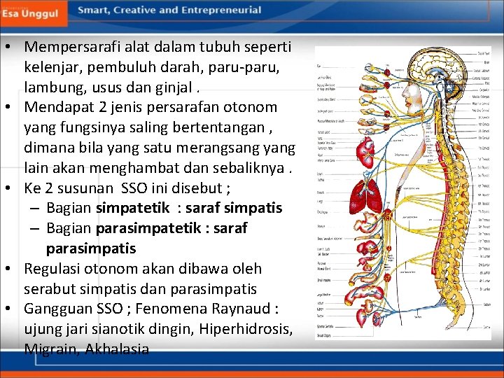  • Mempersarafi alat dalam tubuh seperti kelenjar, pembuluh darah, paru-paru, lambung, usus dan