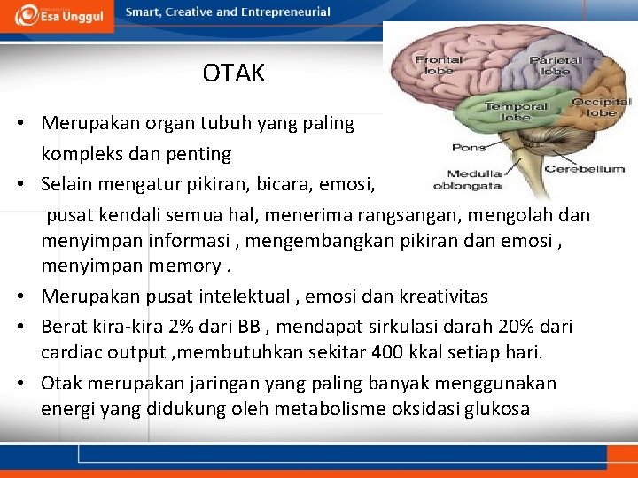 OTAK • Merupakan organ tubuh yang paling kompleks dan penting • Selain mengatur pikiran,