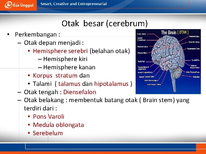 Otak besar (cerebrum) • Perkembangan : – Otak depan menjadi : • Hemisphere serebri