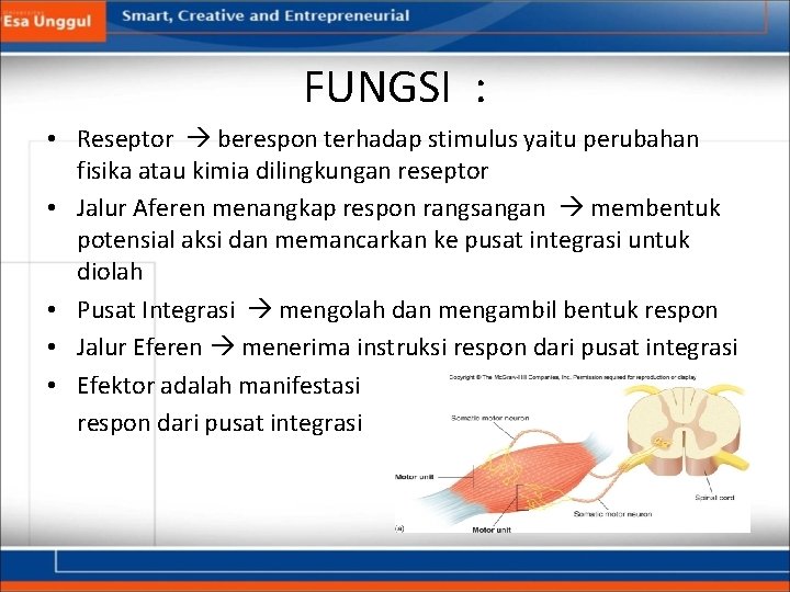 FUNGSI : • Reseptor berespon terhadap stimulus yaitu perubahan fisika atau kimia dilingkungan reseptor