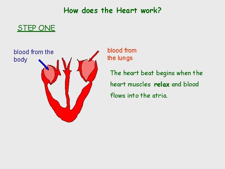 How does the Heart work? STEP ONE blood from the body blood from the