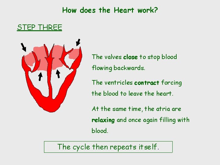 How does the Heart work? STEP THREE The valves close to stop blood flowing