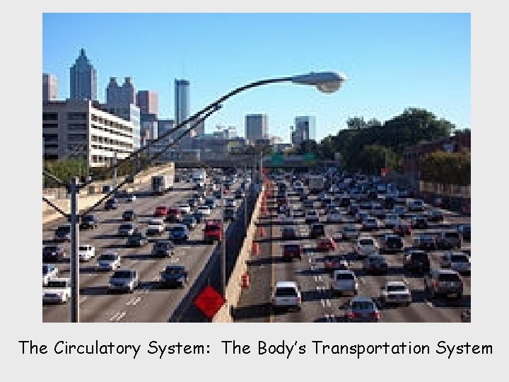 The Circulatory System: The Body’s Transportation System 