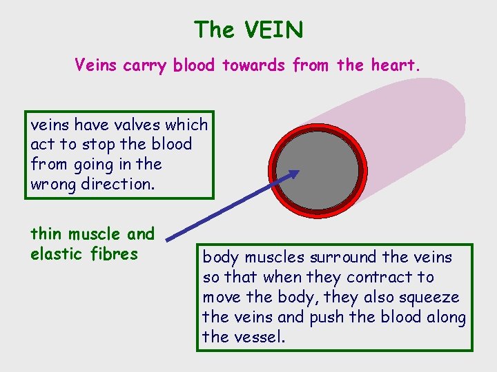 The VEIN Veins carry blood towards from the heart. veins have valves which act