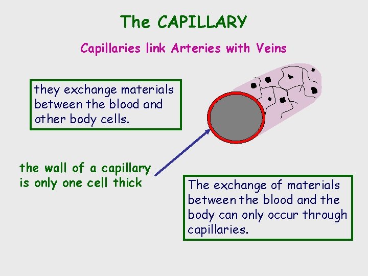 The CAPILLARY Capillaries link Arteries with Veins they exchange materials between the blood and