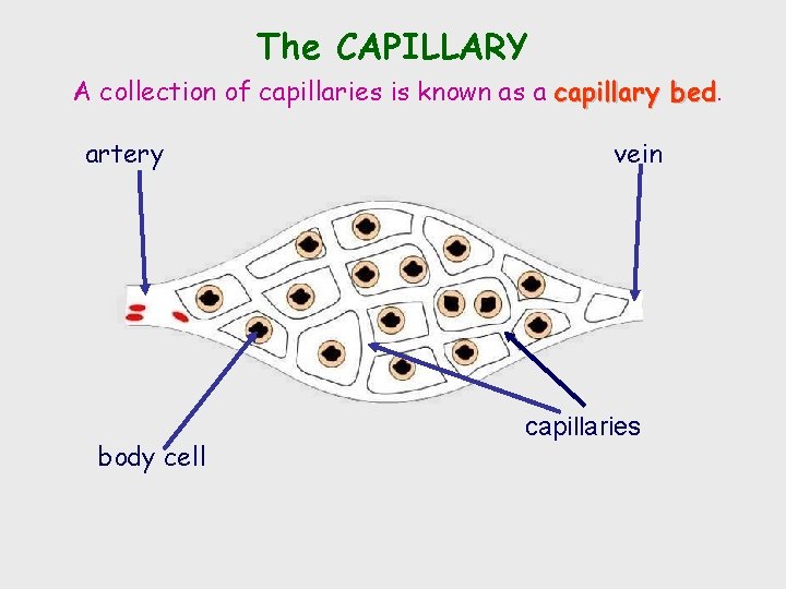 The CAPILLARY A collection of capillaries is known as a capillary bed artery body