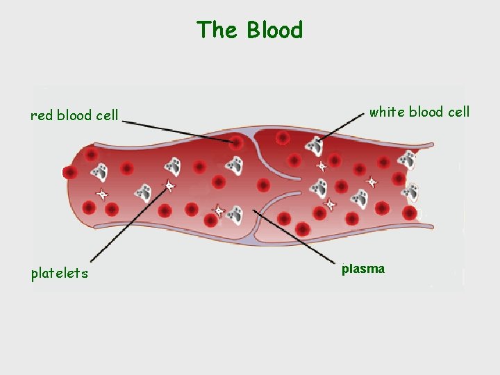 The Blood red blood cell platelets white blood cell plasma 