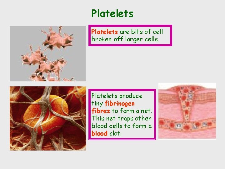 Platelets are bits of cell broken off larger cells. Platelets produce tiny fibrinogen fibres