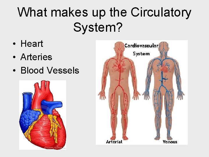 What makes up the Circulatory System? • Heart • Arteries • Blood Vessels 