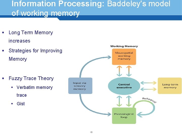 Information Processing: Baddeley's model of working memory § Long Term Memory increases § Strategies