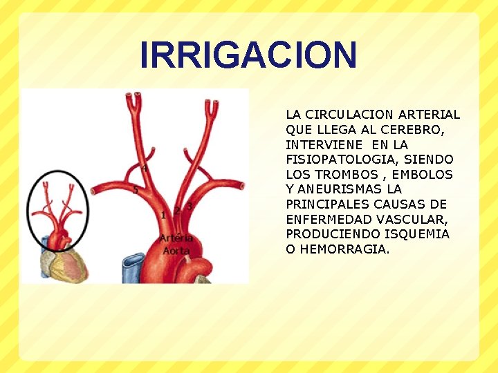 IRRIGACION LA CIRCULACION ARTERIAL QUE LLEGA AL CEREBRO, INTERVIENE EN LA FISIOPATOLOGIA, SIENDO LOS