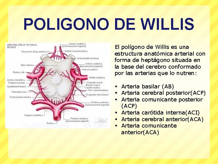 POLIGONO DE WILLIS El polígono de Willis es una estructura anatómica arterial con forma