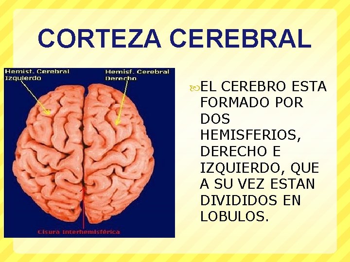 CORTEZA CEREBRAL EL CEREBRO ESTA FORMADO POR DOS HEMISFERIOS, DERECHO E IZQUIERDO, QUE A