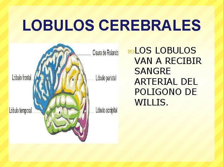 LOBULOS CEREBRALES LOBULOS VAN A RECIBIR SANGRE ARTERIAL DEL POLIGONO DE WILLIS. 