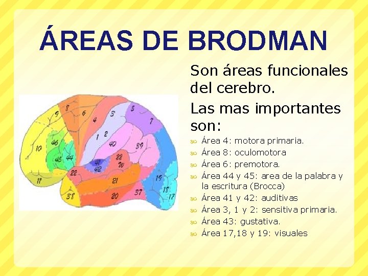 ÁREAS DE BRODMAN Son áreas funcionales del cerebro. Las mas importantes son: Área 4: