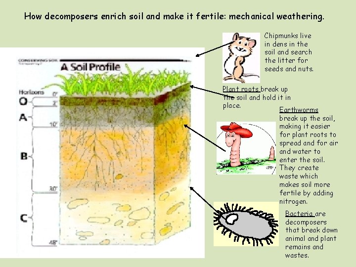 How decomposers enrich soil and make it fertile: mechanical weathering. Chipmunks live in dens