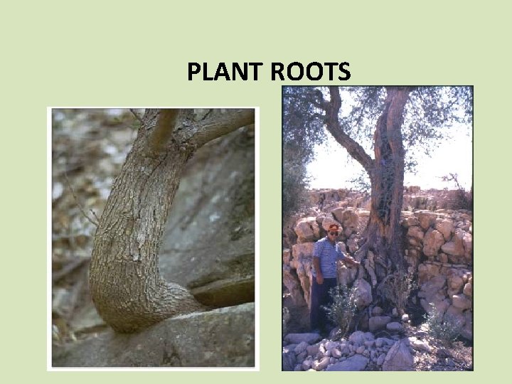 PLANT ROOTS PLANT ROOTS