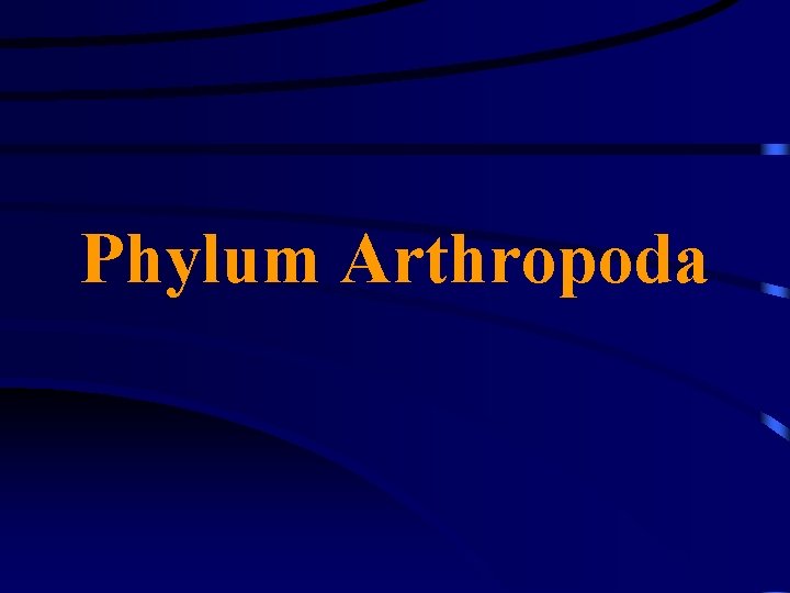Phylum Arthropoda 
