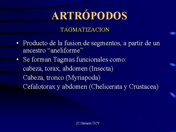 ARTRÓPODOS TAGMATIZACION • Producto de la fusion de segmentos, a partir de un ancestro