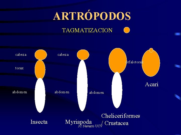 ARTRÓPODOS TAGMATIZACION cabeza cefalotorax Acari abdomen Insecta abdomen Cheliceriformes Myriapoda / Crustacea JC Navarro