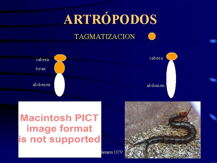 ARTRÓPODOS TAGMATIZACION cabeza torax abdomen JC Navarro UCV 