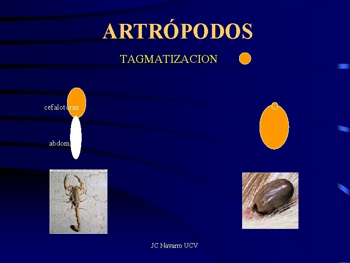 ARTRÓPODOS TAGMATIZACION cefalotorax abdomen JC Navarro UCV 