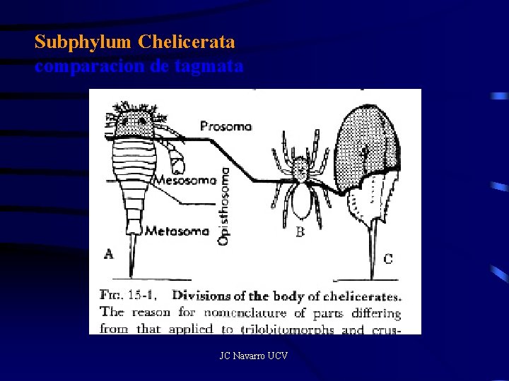 Subphylum Chelicerata comparacion de tagmata JC Navarro UCV 