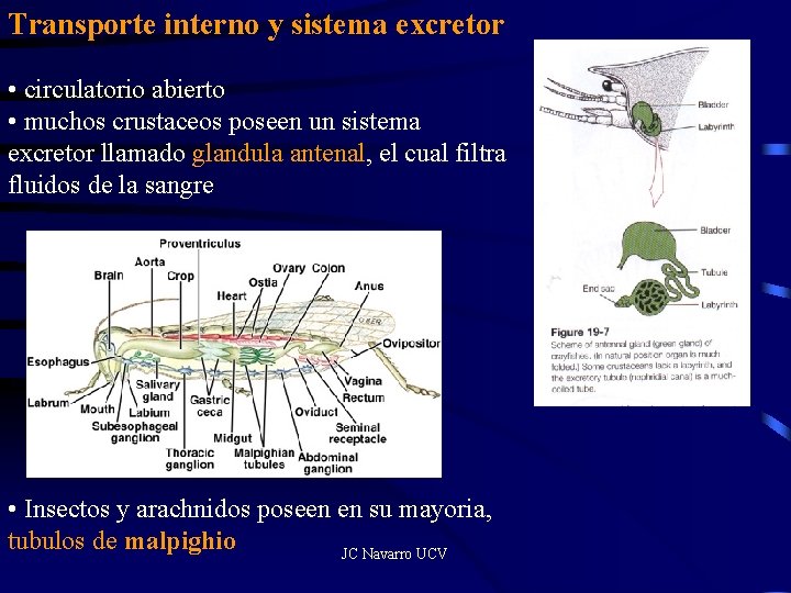 Transporte interno y sistema excretor • circulatorio abierto • muchos crustaceos poseen un sistema