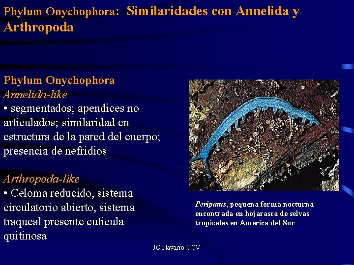 Phylum Onychophora: Similaridades con Annelida y Arthropoda Phylum Onychophora Annelida-like • segmentados; apendices no