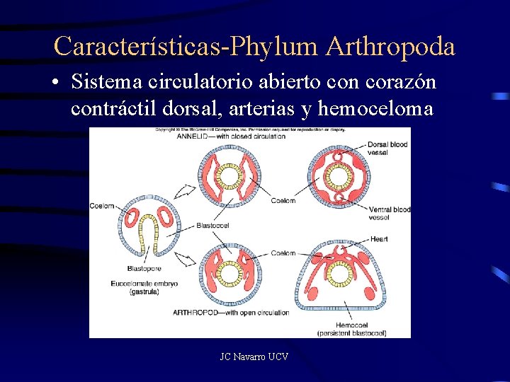 Características-Phylum Arthropoda • Sistema circulatorio abierto con corazón contráctil dorsal, arterias y hemoceloma JC