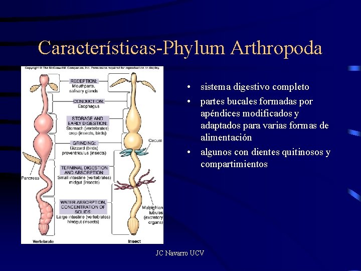 Características-Phylum Arthropoda • sistema digestivo completo • partes bucales formadas por apéndices modificados y